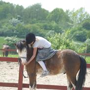 Welsh Pony (sec B) • Simba