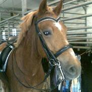 Anden særlig race Fighter