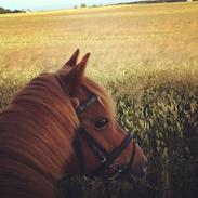 Anden særlig race Fighter