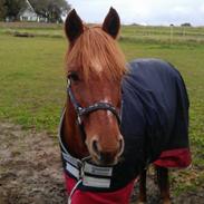 Welsh Pony af Cob-type (sec C) Tjekita
