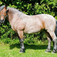 Belgier Min nye stjerne Minnie (Loppen) part.