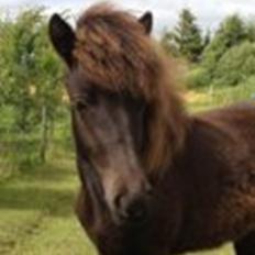 Islænder Frenja fra Vandsø