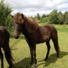 Islænder Frenja fra Vandsø