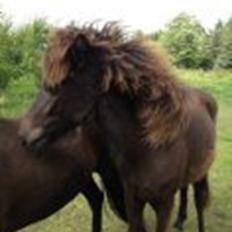 Islænder Frenja fra Vandsø