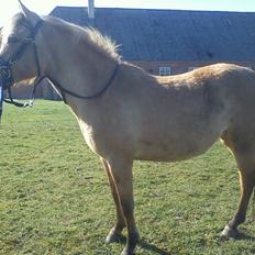 Anden særlig race Malou