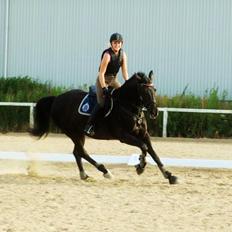 Dansk Varmblod Leasy