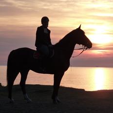 Irsk Sportspony Carlton Flight [Himmelhest]