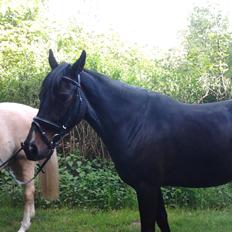 Dansk Varmblod + Pinto - Hoelgaards Wild La Mantic