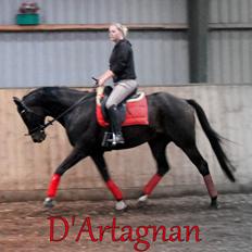 Dansk Varmblod D'Artagnan * <3 solgt :'/