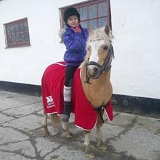 Welsh Mountain (sec A) Sjaik<3 (Solgt)