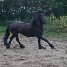 Frieser Ieke Mewaline