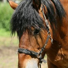 Nordsvensk Skovhest Lukas :* [Tidl Hest]