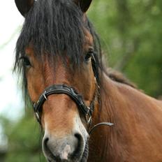 Nordsvensk Skovhest Lukas :* [Tidl Hest]