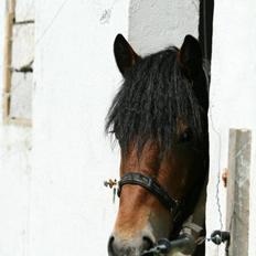 Nordsvensk Skovhest Lukas :* [Tidl Hest]