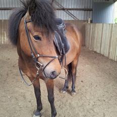 Islænder Björk fra Vester Albæk