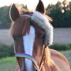 DSP Pour Lady( tidl. pony )