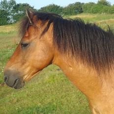 Gotlandsruss Hibiscus