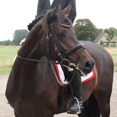 Dansk Varmblod 4 Ever Gipsy