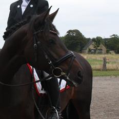 Dansk Varmblod 4 Ever Gipsy