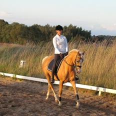 Palomino Sepstrups Diva - Rider