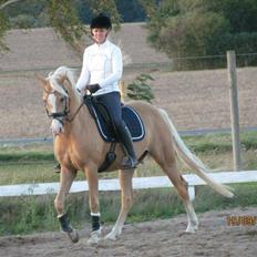 Palomino Sepstrups Diva - Rider