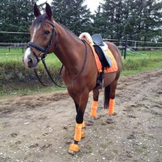 Anden særlig race Caunt Sunshine... Mit et og alt <3