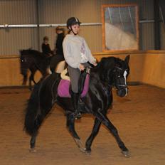 Anden særlig race Monty *Solgt*