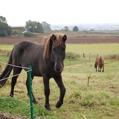 Islænder Draupnir fra Lykkegård *udlånt*