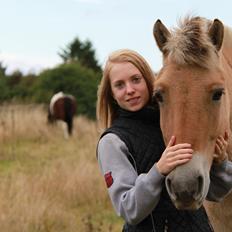 Fjordhest - Fabel Stanstorp