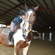 Pinto Shamrocks Jumping Jack Flash/Hoelgaard's Ferrari E