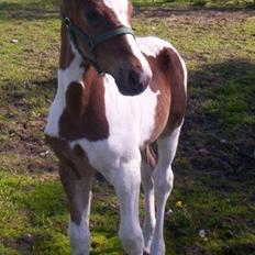 Pinto Shamrocks Jumping Jack Flash/Hoelgaard's Ferrari E