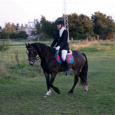 Welsh Cob (sec D) Menai Merci