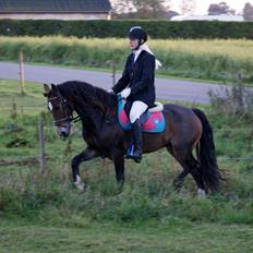 Welsh Cob (sec D) Menai Merci