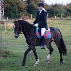 Welsh Cob (sec D) Menai Merci