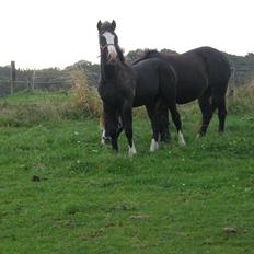 Welsh Pony af Cob-type (sec C) St. Tidsel Brandon