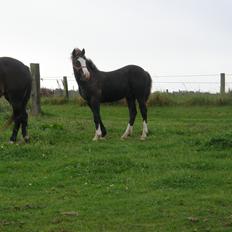 Welsh Pony af Cob-type (sec C) St. Tidsel Brandon
