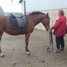 Pinto Kallestrups Omiaisis O´shar