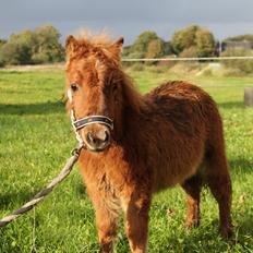 Anden særlig race Cera *Dele-Pony* (SOLGT)