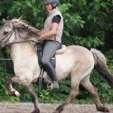 Islænder Kviða frá Hellu ( Tidl. hest )