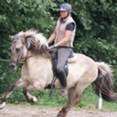 Islænder Kviða frá Hellu ( Tidl. hest )