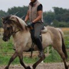 Islænder Kviða frá Hellu ( Tidl. hest )