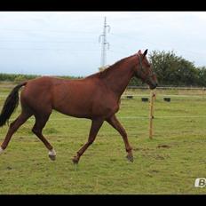 Hollandsk Varmblod Silvester