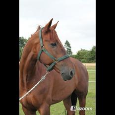 Hollandsk Varmblod Silvester