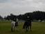 Trakehner Hamila. - "Når enden er god, er alting godt.." Hippoaden 2012, 25 km.