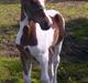 Pinto Shamrocks Jumping Jack Flash/Hoelgaard's Ferrari E