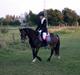 Welsh Cob (sec D) Menai Merci