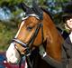 DSP Spartacus (A-pony) SOLGT