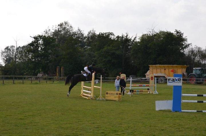 Anden særlig race Kiki Dee billede 20