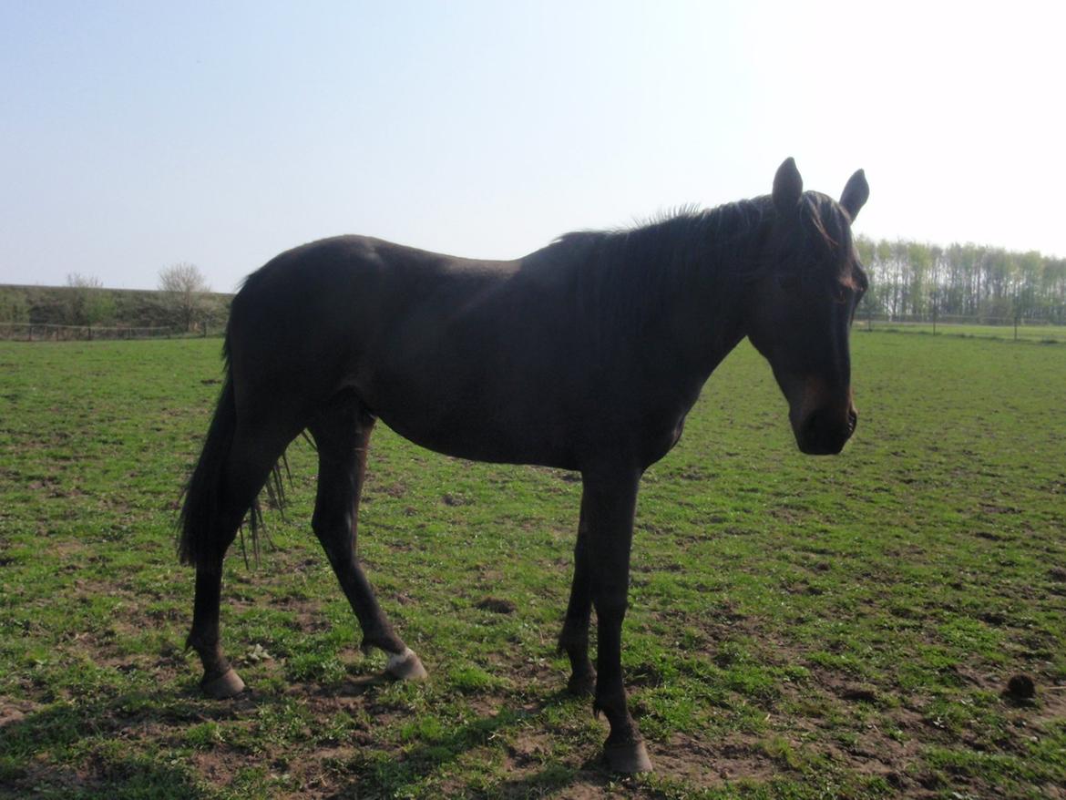 Dansk Varmblod Vixen billede 6