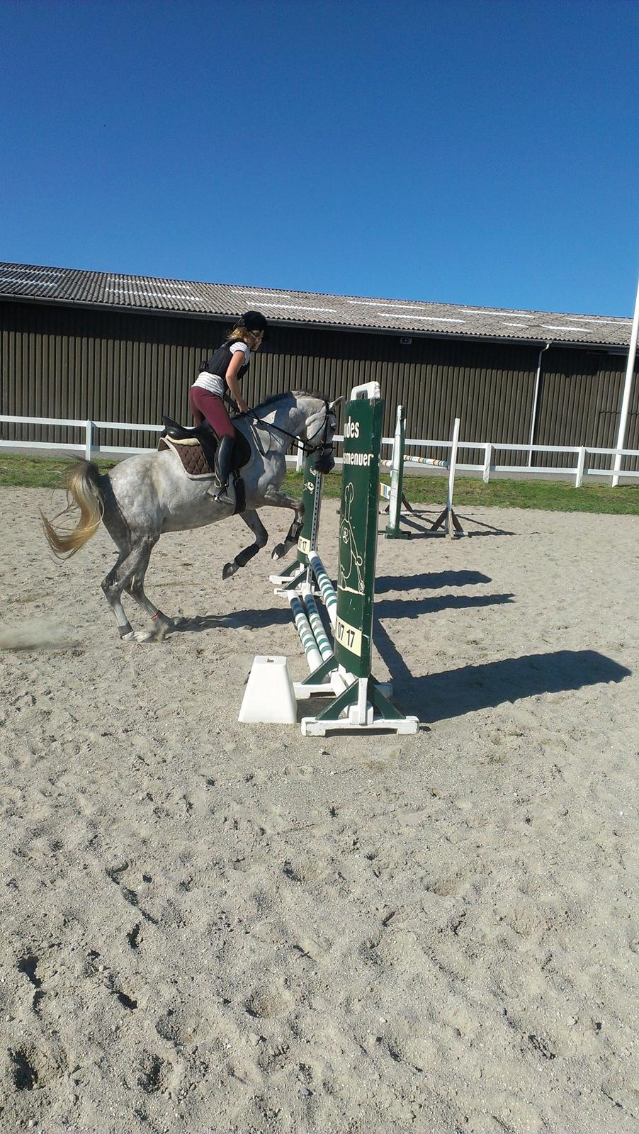 Arabisk fuldblod (OX) Dalicio OX - Dirty springer dalle for 1 gang på bane  billede 11